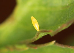 Nathalis iole, Dainty Sulphur
