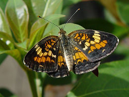 Phyciodes phaon, Phaon Crescent