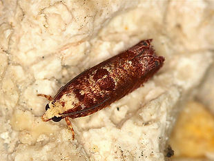 Episimus kimballi