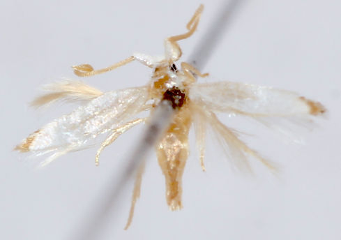 Pseudopostega quadristrigella