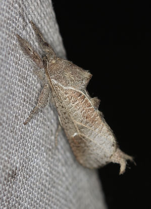 Givira anna, Anna Carpenterworm Moth