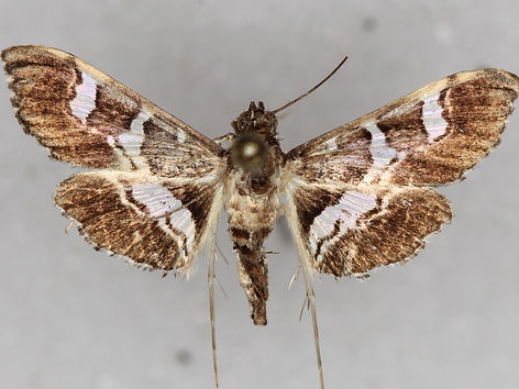 Desmia ufeus