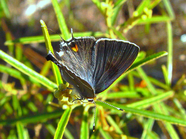 Strymon acis bartrami, Bartram's Scrub-Hairstreak