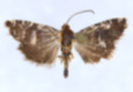Cydia fahlbergiana