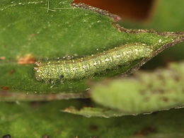 Nathalis iole, Dainty Sulphur larva
