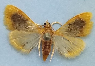 Glaphyria cappsi
