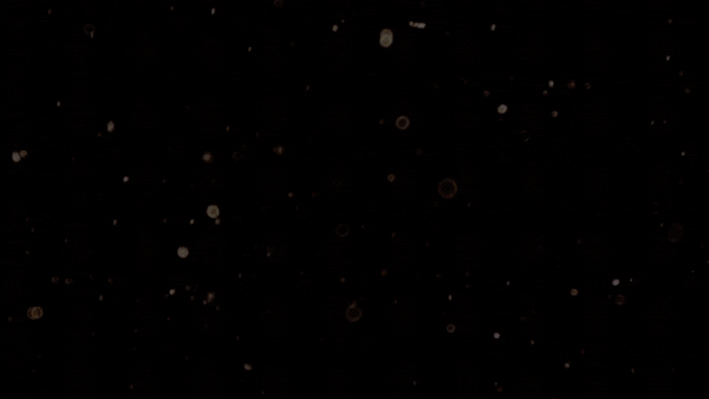 vinals cigars.gif