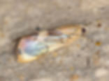 Dichogama redtenbacheri, Caperleaf Webworm Moth