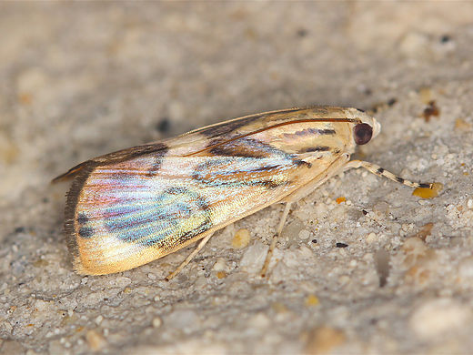 Dichogama redtenbacheri, Caperleaf Webworm Moth