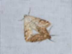 Parapoynx aleonealis, Watermilfoil Leafcutter Moth
