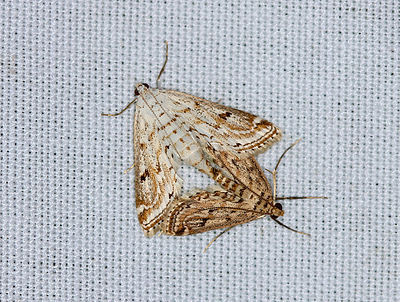 Parapoynx aleonealis, Watermilfoil Leafcutter Moth