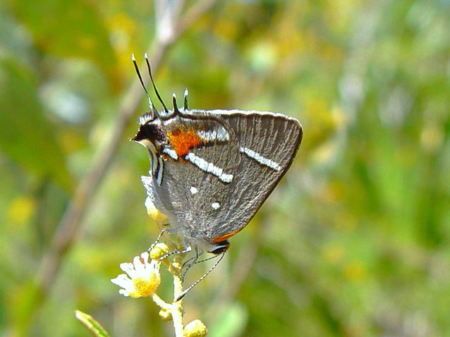Strymon acis bartrami, Bartram's Scrub-Hairstreak