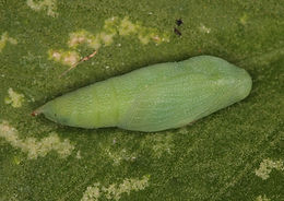 Nathalis iole, Dainty Sulphur pupa