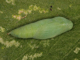 Nathalis iole, Dainty Sulphur pupa