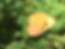 Phoebis philea, Orange-barred Sulphur