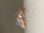 Chrysendeton kimballi