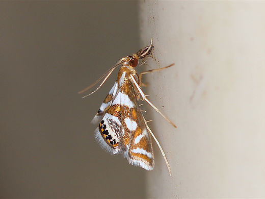 Chrysendeton kimballi