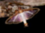Diaphania hyalinata, Melonworm Moth