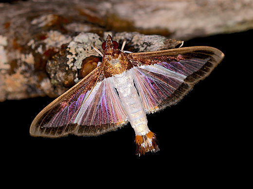 Diaphania hyalinata, Melonworm Moth