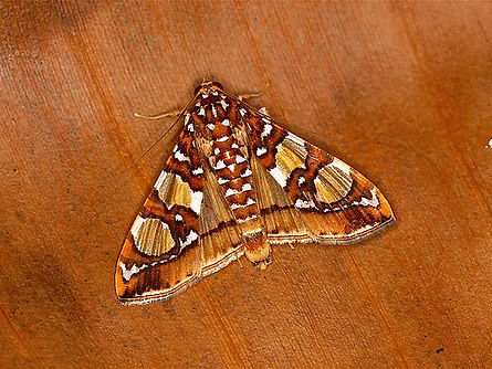Glyphodes sibillalis, Mulberry Leaftier Moth
