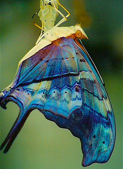 Marpesia petreus, Ruddy Daggerwing