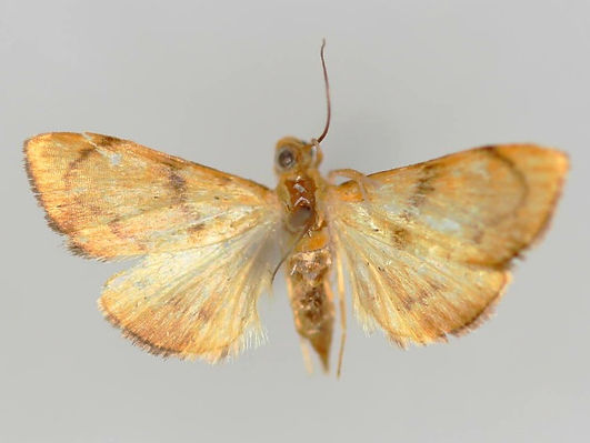 Plumegesta largalis