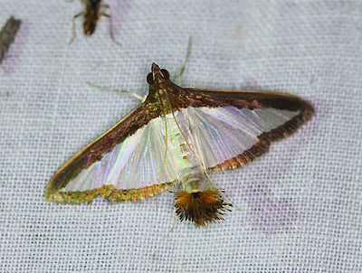 Diaphania hyalinata, Melonworm Moth