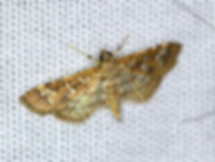 Samea ecclesialis, Assembely Moth