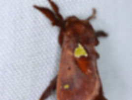 Euclea delphinii, Spiny Oak-Slug Moth