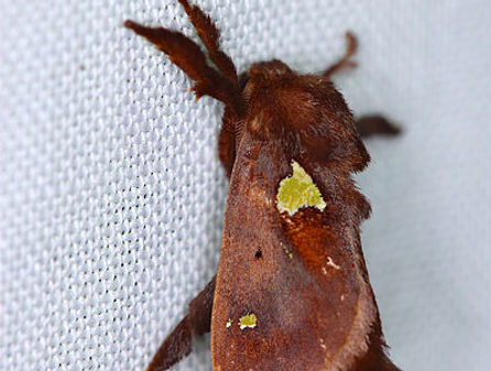 Euclea delphinii, Spiny Oak-Slug Moth