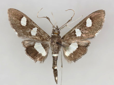 Desmia maculalis, Grape Leafroller Moth