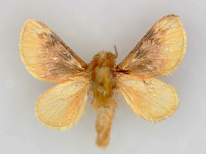 Megalopyge opercularis, Southern Flannel Moth