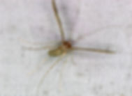 Lineodes fontella, Eastern Lineodes Moth