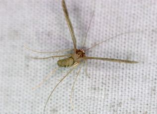 Lineodes fontella, Eastern Lineodes Moth