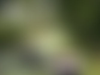 🚣Parc naturel regional : le Marais de poitevin à Maillezais🚣♀️