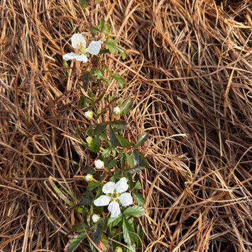 Blackberry Flower on a farm
