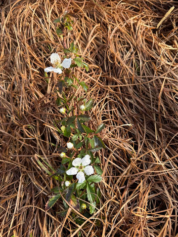Blackberry Flower on a farm