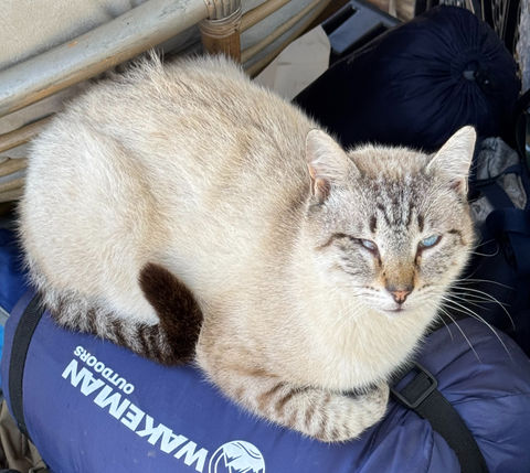 Farm Cat