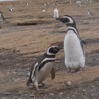 Pingüinos Punta Arenas
