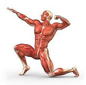 anatomy body.jpeg