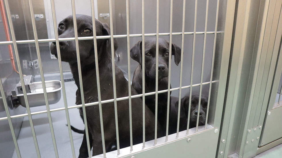 Dogs wait in kennels at the Memphis Animal Shelter on Feb. 12. Because of their thin fur, southern dogs like these are less resistant to the cold. Photo/Liz Preuss