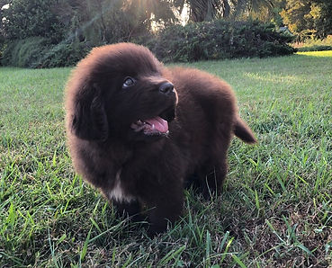 Chewie as a puppy