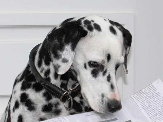dalmatian-1724684_1280.jpg