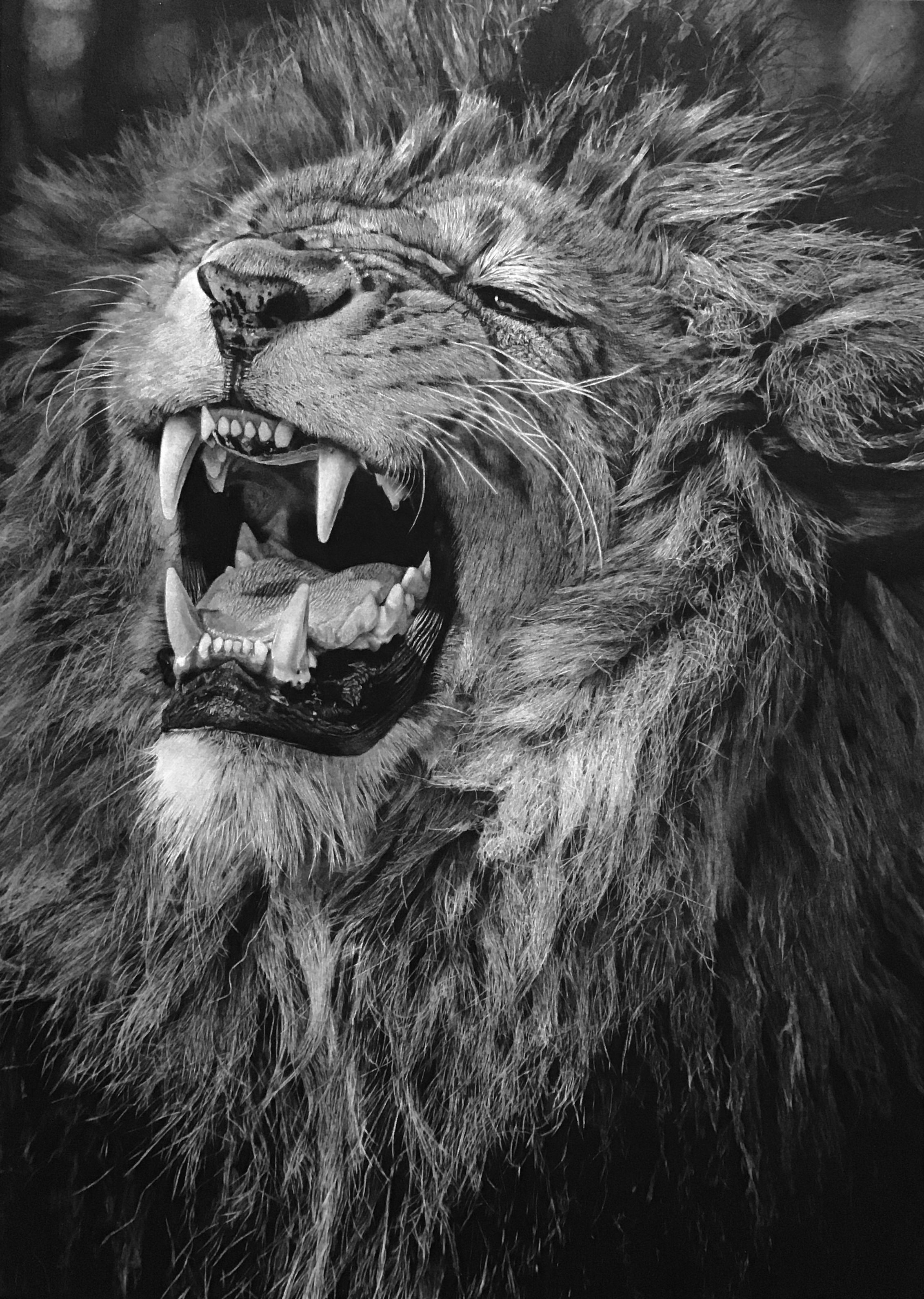 'Power'. Limited edition A3 print. Signed and numbered.