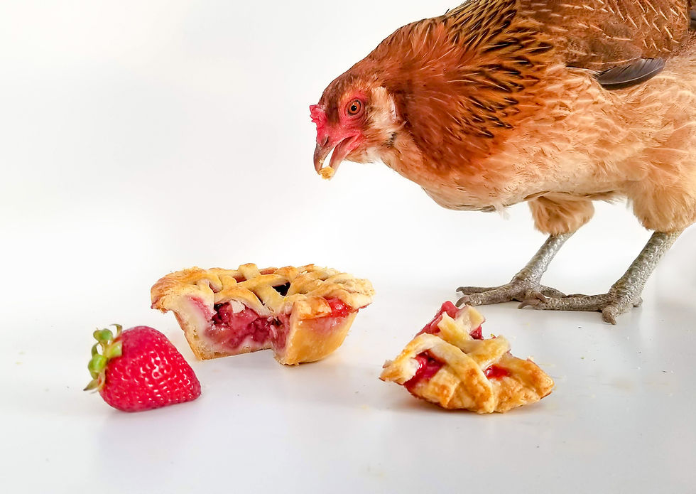 chicken pie strawberry rhubarb