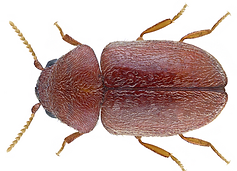 台灣居家常見蛀蟲品種介紹