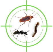 VS NUISIBLES spécialiste de la désinsectisation sur Narbonne