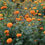 Thumbnail: Marigolds (Tagetes spp.)