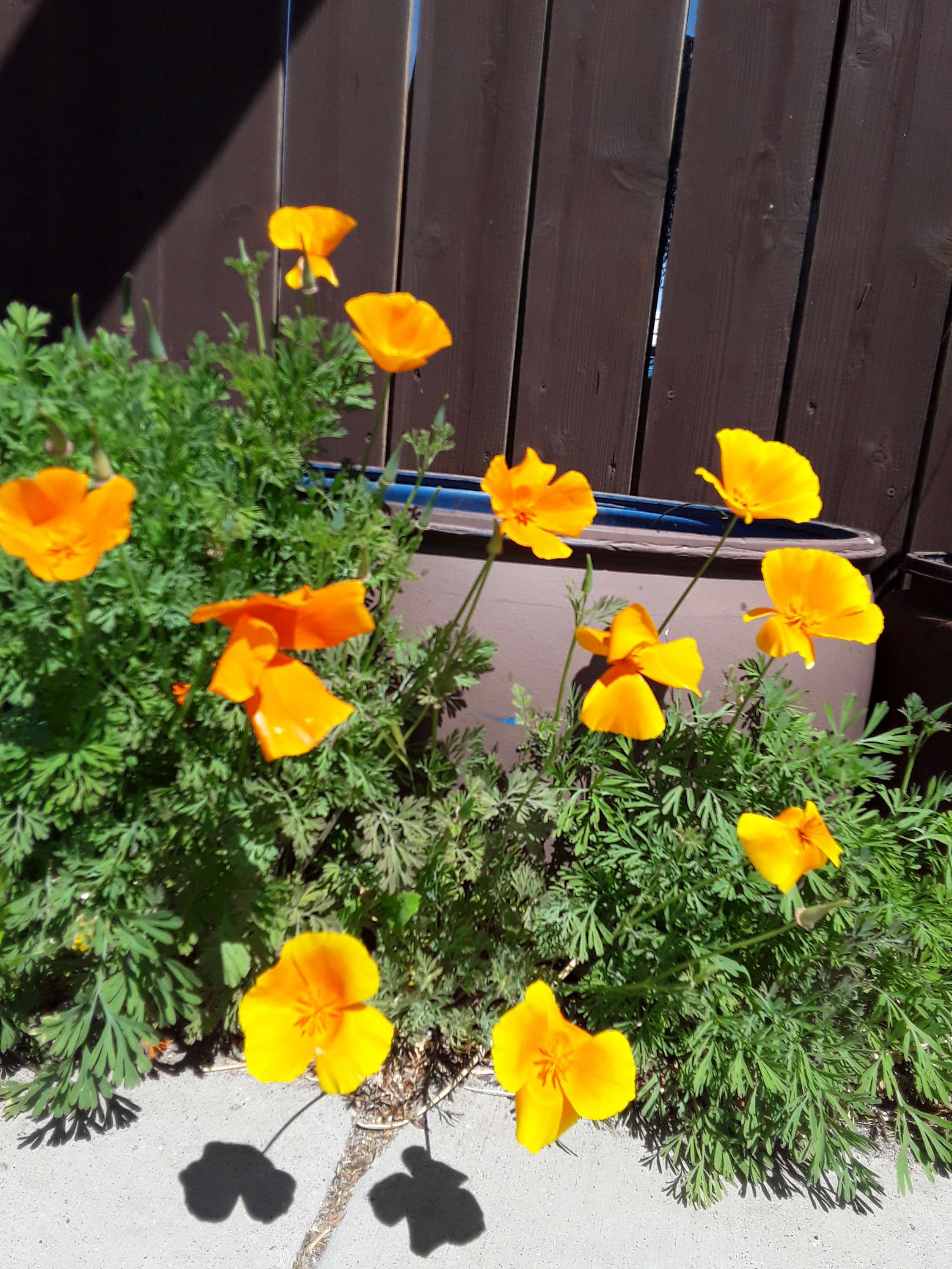 California Poppies (Eschscholzia californica)