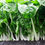 Thumbnail: Swiss Chard (Beta vulgaris)